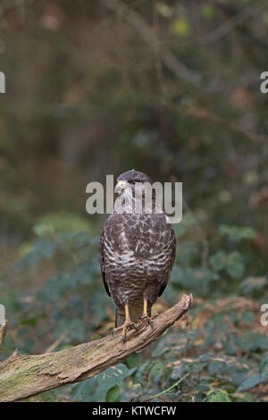 Buse variable Buteo buteo en forêt automne Norfolk Banque D'Images