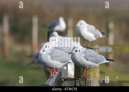 Les goélands à tête noire Chroicocephalus ridibundus non en plumage nuptial (plumage d'hiver) Salthouse Norfolk Novembre Banque D'Images