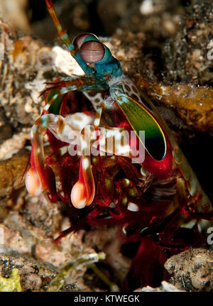 MANTIS SHRIMP (ODONTODACTYLUS SMASHING SCYLLARUS) SCRUTANT DE SON TROU Banque D'Images