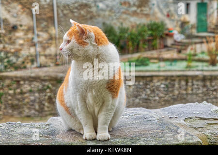 Fourrure rouge et blanc cat sitting on frosty pont dans une froide journée d'hiver Banque D'Images