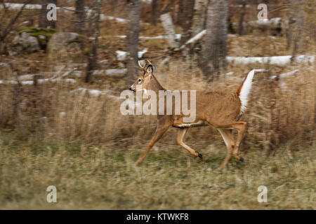 Young Buck à queue blanche le long de la forêt à la fine pointe de la technologie dans le nord du Wisconsin. Banque D'Images