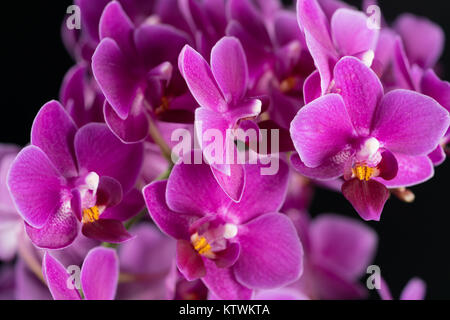 Mini purple orchid sur fond noir Banque D'Images