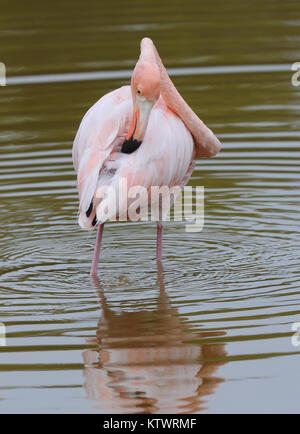 Un flamant rose (Phoenicopterus ruber) preens ses plumes dans un lagon près de Puerto Villamil. Puerto Villamil, Isabela, Galapagos, Equateur Banque D'Images