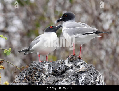 Une paire de mouettes à queue fourchue Creagrus furcatus) (sur les falaises de la mer à leur site de nidification près de Playa Ochoa. Mouettes à queue sont le seul connu noctu Banque D'Images