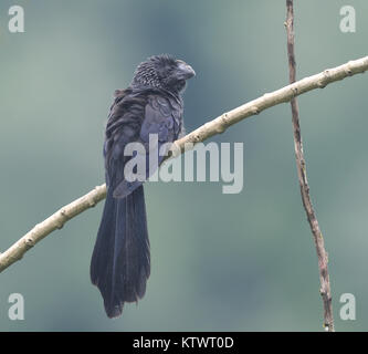 Un ani à bec lisse (Crotophaga ani) . Le Parc National yasuní, Amazon, de l'Équateur. Banque D'Images