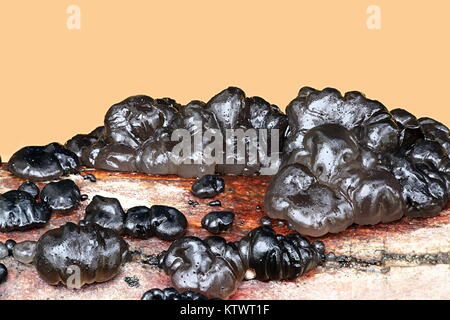 Champignon noir Beurre de sorcières, Exidia glandulosa Banque D'Images