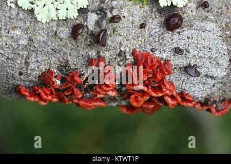 Scarlet splash, Cytidia salicina, poussant sur willow en Finlande Banque D'Images