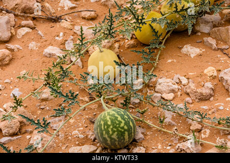Désert sauvage gourd (Citrullus colocynthis colocynthis ou) Banque D'Images