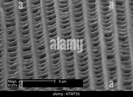 Cette micrographie électronique à balayage (MEB) illustre l'équilibreur-comme la construction d'un barème unique à partir d'une aile de papillon, amplifié 6127X. Remarque le framework Struts et des perforations de l'échelle individuelle. Cela permet de promouvoir une plus grande portance aérodynamique pendant le vol de l'insecte, ainsi que de réduire le poids de l'aile. Image courtoisie CDC, 2002. Banque D'Images