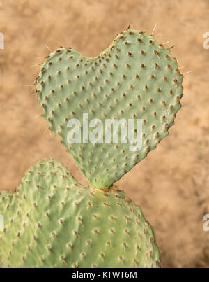 En forme de coeur appelé cactus figuier de Barbarie Banque D'Images