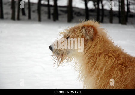Close up side sur portrait d'un barbu, aux cheveux longs, type wolfhound hirsute chien pris dans la neige avec des arbres en arrière-plan Banque D'Images