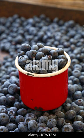 Petits fruits bleuets frais mûrs heap dans old vintage métal émail rouge tasse dans l'échoppe de marché, les agriculteurs au détail près, high angle view Banque D'Images