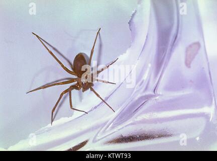 L'araignée Recluse brune, Loxosceles reclusa, a une distribution partout en Amérique du Nord. Si la mort due à une morsure de Recluse brune est rare, il y a détérioration des tissus qui a suivi à la longue plaie, qui me semble d'éviter la formation de croûte. Image courtoisie CDC/Harold G. Scott, 1962. Banque D'Images