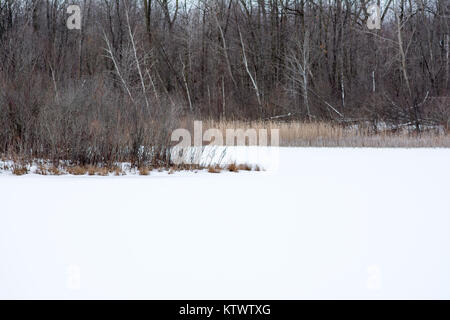 Lac couvert de neige avec la queue de chat de roseaux et forêt en arrière-plan. Banque D'Images