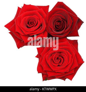 Fleurs rose rouge isolated on White Banque D'Images