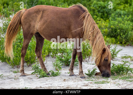 Un poney Sauvage, cheval, de Assateague Island, Maryland, USA. Ces animaux sont également connus sous le nom de Assateague Cheval ou poneys Chincoteague. Banque D'Images