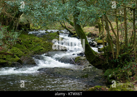 À l'Est de la rivière Okement Okehampton avec arbres Banque D'Images