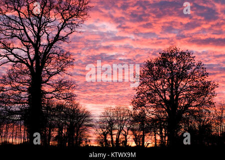 Coucher du soleil d'automne avec des arbres en premier plan Banque D'Images