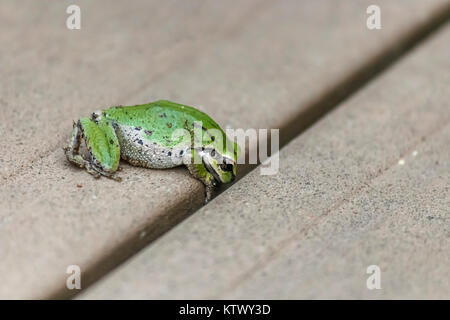 Une grenouille verte se trouve sur une terrasse en bois composite brun clair, regarder dans une fissure et s'étend ses longs doigts vers le bas pour explorer cette voie de fuite potentiels. Banque D'Images