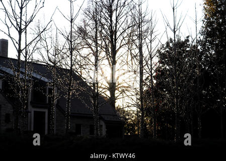 Silhouettes de petits arbres à l'extérieur tendu avec des lumières de Noël contre le noir et les plus gros arbres au crépuscule Banque D'Images