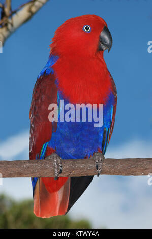 Homme Australian red-verso, perroquet Eclectus roratus Banque D'Images