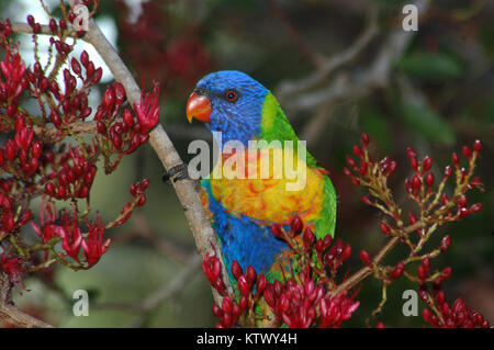 Rainbow Lorikeet australienne, Trichoglossus moluccanus, dans la région de Parrot tree, Schotia brachypetela Banque D'Images