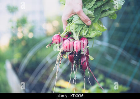 Les radis biologiques fraîchement cueillies Banque D'Images