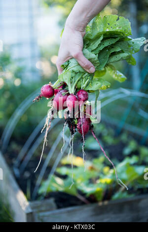 Les radis biologiques fraîchement cueillies Banque D'Images