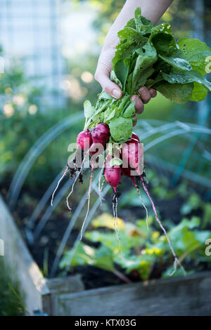 Les radis biologiques fraîchement cueillies Banque D'Images
