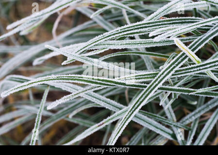 Les lames de l'herbe verte sous le givre macro Banque D'Images