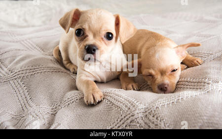 Petit Chihuahua Puppies Relaxing on Blanket Banque D'Images