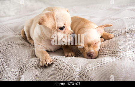 Petit Chihuahua Puppies Relaxing on Blanket Banque D'Images