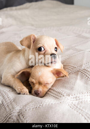 Petit Chihuahua Puppies Relaxing on Blanket Banque D'Images