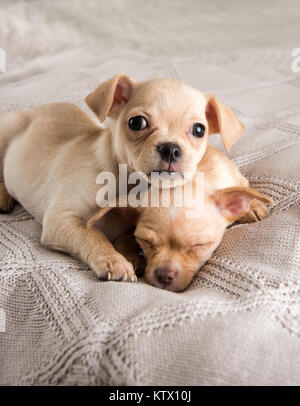 Petit Chihuahua Puppies Relaxing on Blanket Banque D'Images