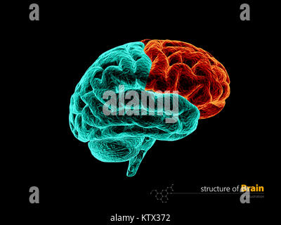 Anatomie du lobe frontal du cerveau humain structure. L'anatomie du cerveau humain 3d illustration. Banque D'Images