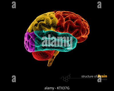 Les droits de l'anatomie du cerveau structure. L'anatomie du cerveau humain 3d illustration. Banque D'Images