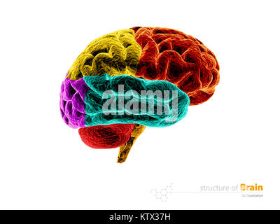 Les droits de l'anatomie du cerveau structure. L'anatomie du cerveau humain 3d illustration blanc isolé. Banque D'Images