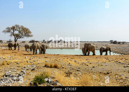 Les éléphants de l'alcool à Halai waterhole, Etosha, Namibie Banque D'Images