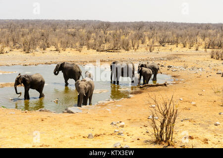 Les éléphants de l'alcool à Halai waterhole, Etosha, Namibie Banque D'Images