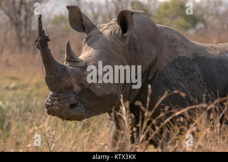 Rhinocéros blanc Banque D'Images