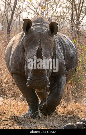 Rhinocéros blanc Banque D'Images