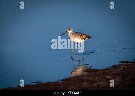 Willet exécutant de patauger dans les eaux peu profondes Tigertail beach Floride Catoptrophorus semipalmatus Banque D'Images