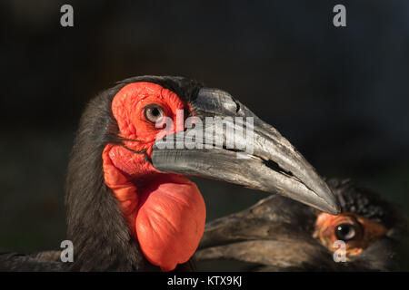 Portrait de calao (Bucorvus Leadbeateri) avec un gros sac rouge sous le bec et le fond noir Banque D'Images