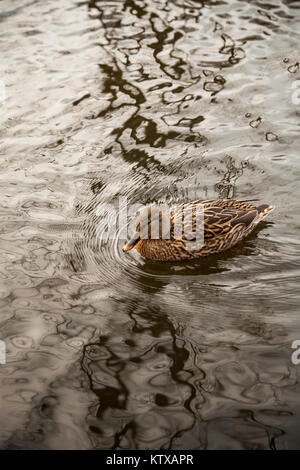 Canard colvert dans Ropner Park,Stockton-on-Tees, Royaume-Uni Banque D'Images