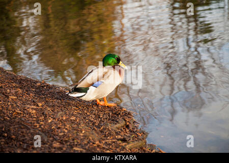 Un canard colvert dans Ropner Park, Stockton-on-Tees, Royaume-Uni Banque D'Images