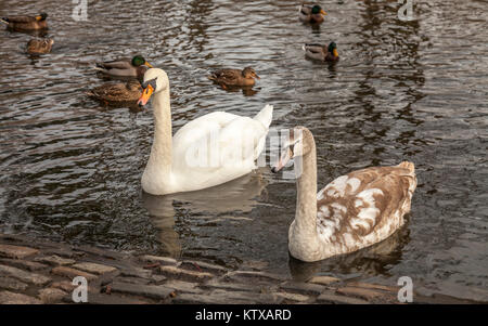 Ropner Park, Stockton-on-Tees, Royaume-Uni Banque D'Images