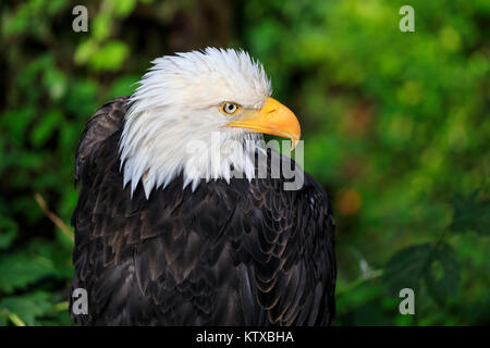 Pygargue à tête blanche (Haliaeetus leucocephalus) portrait, Alaska Raptor Rehabilitation Centre, l'île Baranof, Sitka, Alaska, États-Unis d'Amérique, North Am Banque D'Images