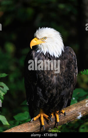 Wagle pygargue à tête blanche (Haliaeetus leucocephalus) portrait, Alaska Raptor Rehabilitation Centre, l'île Baranof, Sitka, Alaska, États-Unis d'Amérique, North Am Banque D'Images