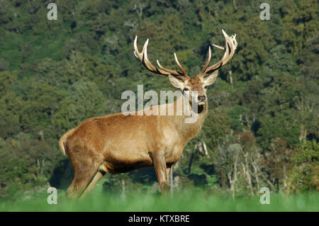 Point 13 red deer stag, côte ouest, île du Sud, Nouvelle-Zélande Banque D'Images