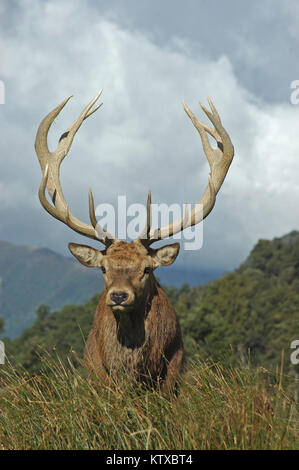 Un point 13 red deer stag de SCI 288, côte ouest, île du Sud, Nouvelle-Zélande Banque D'Images